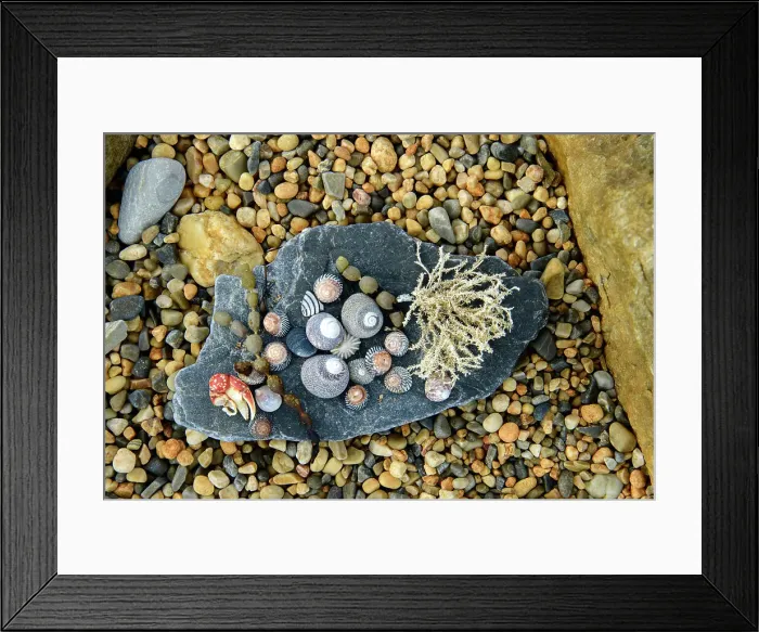 Framed Print : Australia, Tasmania, Rocky Cape National Park, Bass Strait, sea shells on beach Framed Print : Australia, Tasmania, Rocky Cape National Park, Bass Strait, sea shells on beach