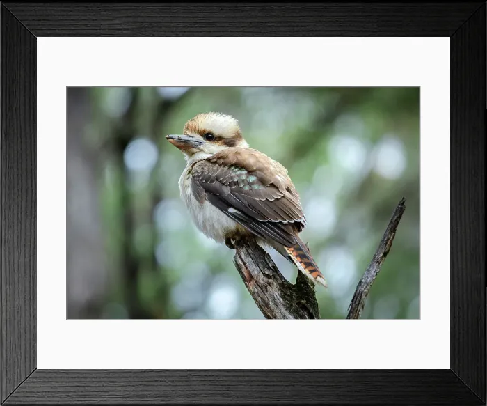 Framed Print : Australia, Tasmania, Cradle Mountain, Lake St Clair National Park, Laughing Kookaburra, Dacelo novaeguineae