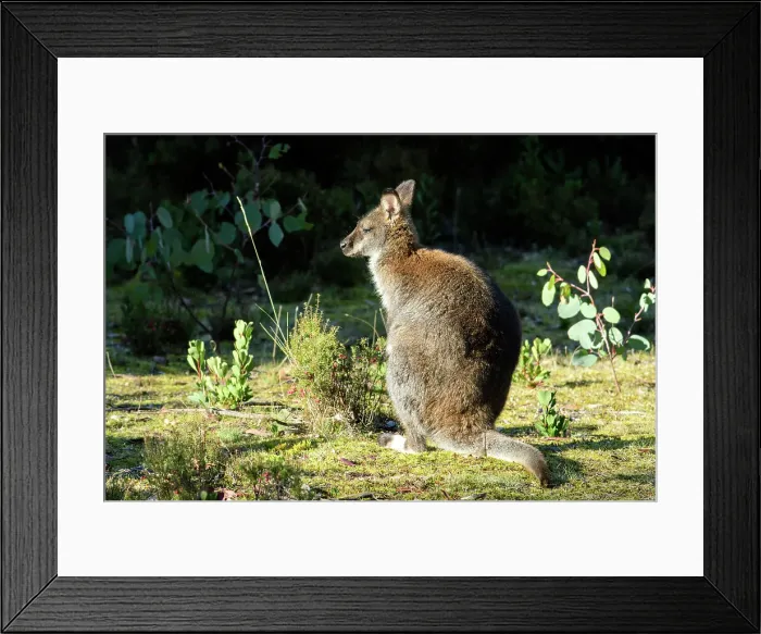 Framed Print : Australia, Tasmania, Cradle Mountain, Lake St Clair, National Park, Red-necked Wallaby, Macropus rufogriseus Framed Print : Australia, Tasmania, Cradle Mountain, Lake St Clair, National Park, Red-necked Wallaby, Macropus rufogriseus