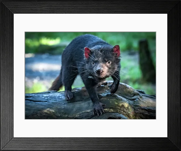 Framed Print : Australia, Tasmania, Cradle Mountan, Tasmanian Devil, Sarcophilus harrisiil