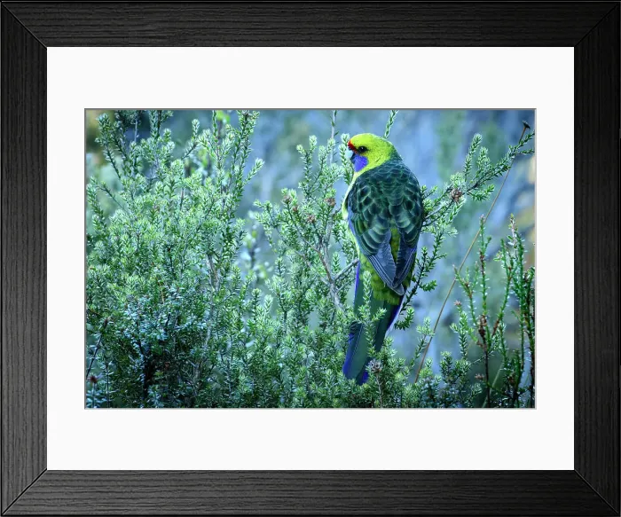 Framed Print : Australia, Tasmania, Cradle Mountain, Lake St Clair National Park, Dove lake, Green Rosella, Platycercus caledonicus Framed Print : Australia, Tasmania, Cradle Mountain, Lake St Clair National Park, Dove lake, Green Rosella, Platycercus caledonicus