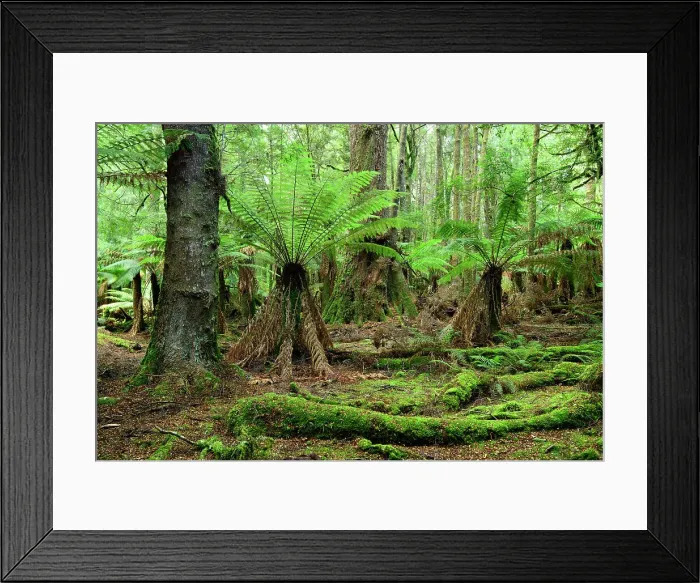 Framed Print : Australia, Tasmania, Tarkine Forest, Trowutta Arch, Fern Tree Framed Print : Australia, Tasmania, Tarkine Forest, Trowutta Arch, Fern Tree