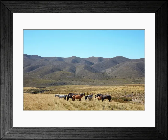 Framed Print : Horses in a field along the Camino de Las Carreras road (Route 89), Andes Mountains, Valle de Uco, Mendoza, Argentina Framed Print : Horses in a field along the Camino de Las Carreras road (Route 89), Andes Mountains, Valle de Uco, Mendoza, Argentina