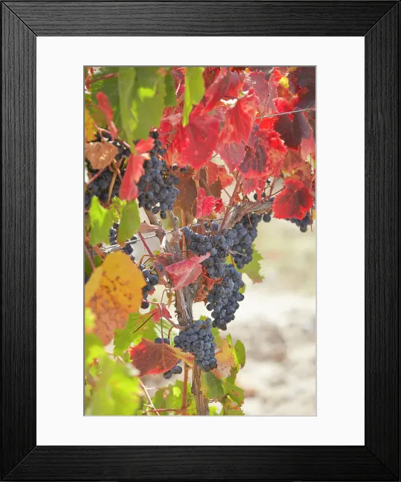 Framed Print : Autumn Malbec vineyards grapes and leaves at the Alfa Crux winery (former O. Fournier), Eugenio Bustos, Valle de Uco, Mendoza, Argentina Framed Print : Autumn Malbec vineyards grapes and leaves at the Alfa Crux winery (former O. Fournier), Eugenio Bustos, Valle de Uco, Mendoza, Argentina