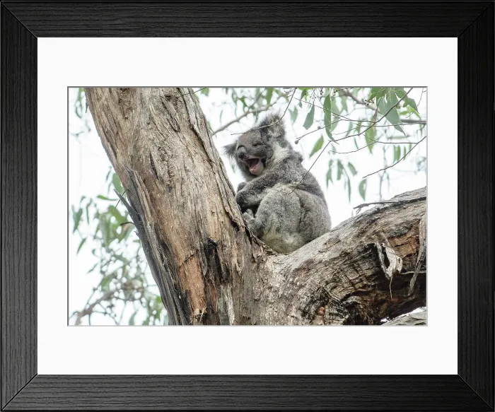 Framed Print : Australia; Victoria; Great Ocean Road, Great Otway National Park, Koala in Eucalyptus tree