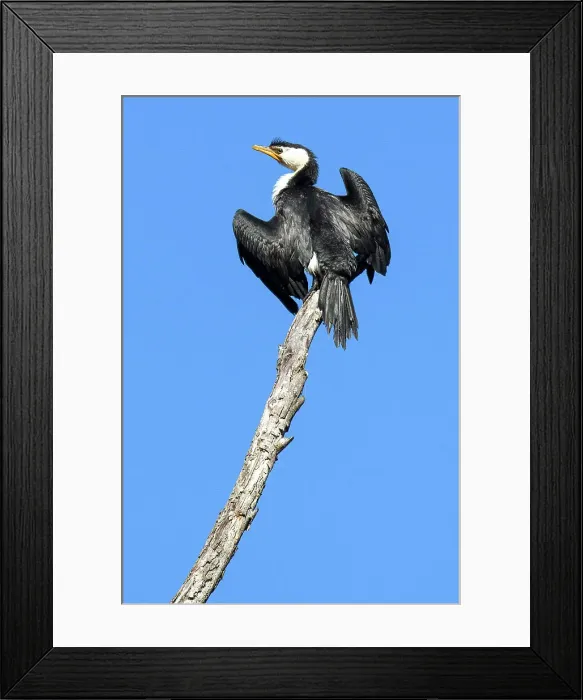 Framed Print : Australia; Victoria; Great Ocean Road, Little Pied Cormorant, Microcarbo melanoleucos Framed Print : Australia; Victoria; Great Ocean Road, Little Pied Cormorant, Microcarbo melanoleucos