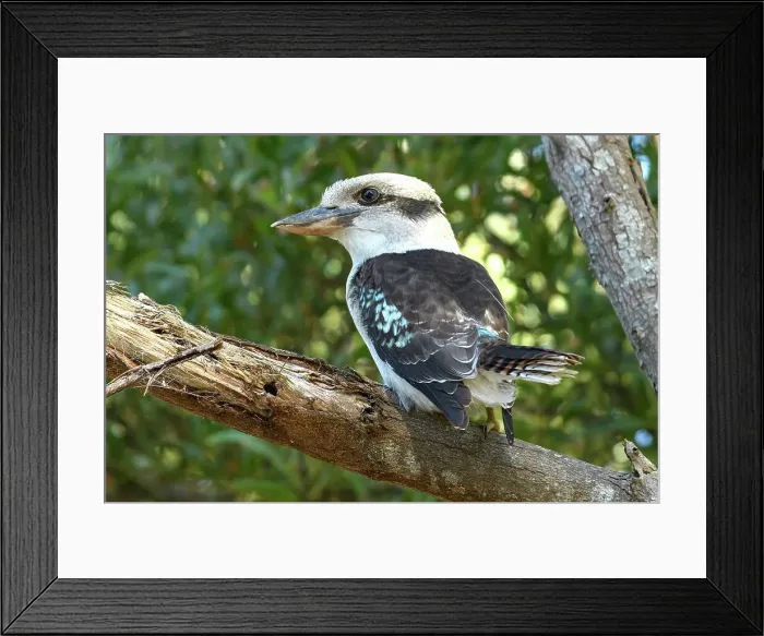 Framed Print : Australia, Victoria, Laughing Kookaburra, Dacelo novaeguineae, bird, birding, wild, nature, perch Framed Print : Australia, Victoria, Laughing Kookaburra, Dacelo novaeguineae, bird, birding, wild, nature, perch