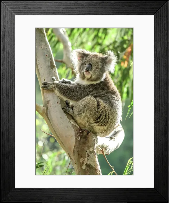 Framed Print : Australia; Victoria; Great Ocean Road, Great Otway National Park, Koala in Eucalyptus tree
