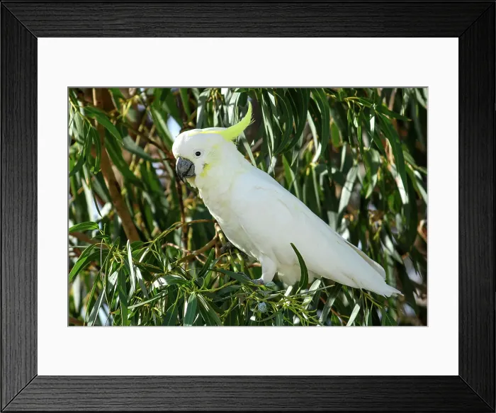 Framed Print : Australia, Victoria, The sulphur-crested cockatoo, Cacatua galerita Framed Print : Australia, Victoria, The sulphur-crested cockatoo, Cacatua galerita