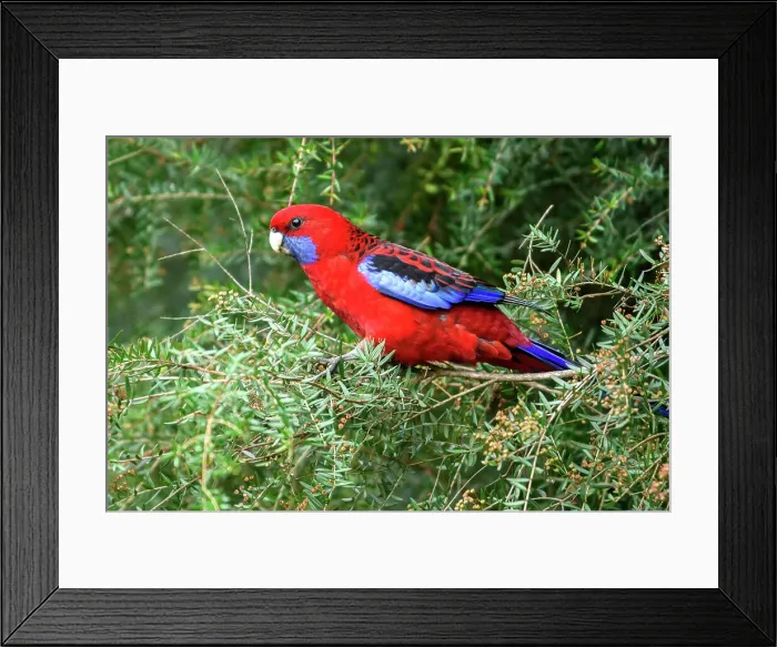 Framed Print : Australia, Victoria, Crimson Rosella, Platycercus elegans Framed Print : Australia, Victoria, Crimson Rosella, Platycercus elegans
