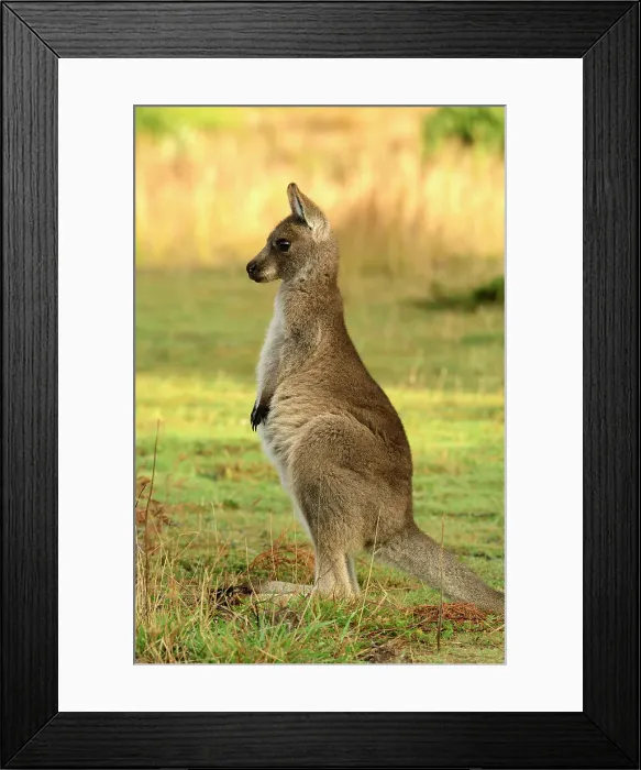 Framed Print : Australia, Victoria, Foster, Wilsons Promontory, National Park, Kangaroo, young