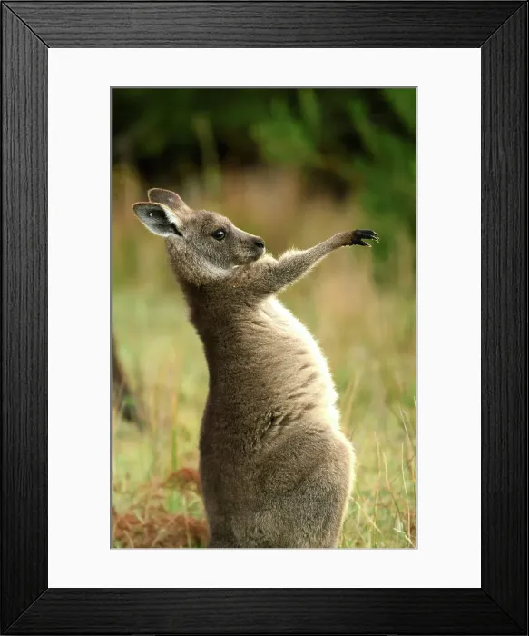 Framed Print : Australia, Victoria, Foster, Wilsons Promontory, National Park, Kangaroo Framed Print : Australia, Victoria, Foster, Wilsons Promontory, National Park, Kangaroo