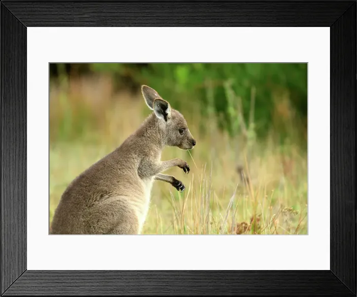 Framed Print : Australia, Victoria, Foster, Wilsons Promontory, National Park, Kangaroo