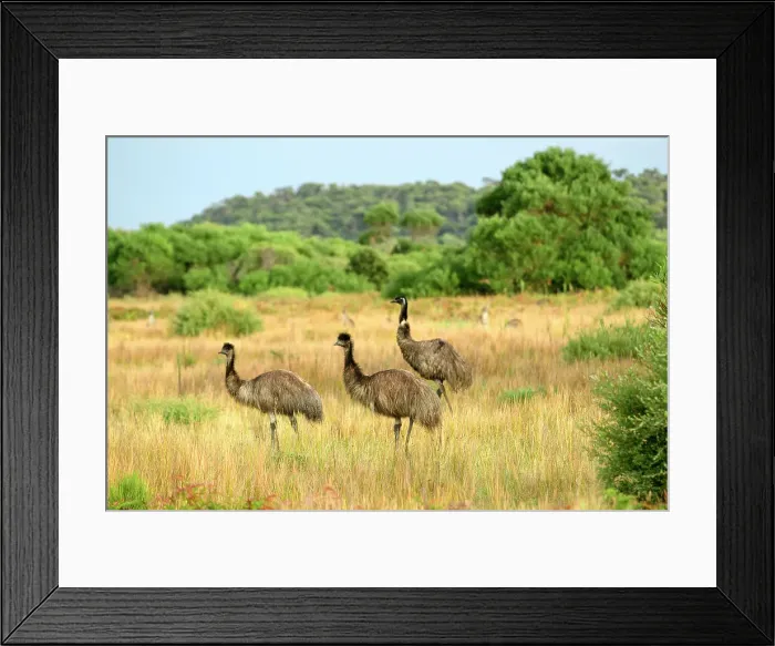 Framed Print : Australia, Victoria, Foster, Wilsons Promontory, National Park, Dromaius novaehollandiae, EMU Framed Print : Australia, Victoria, Foster, Wilsons Promontory, National Park, Dromaius novaehollandiae, EMU