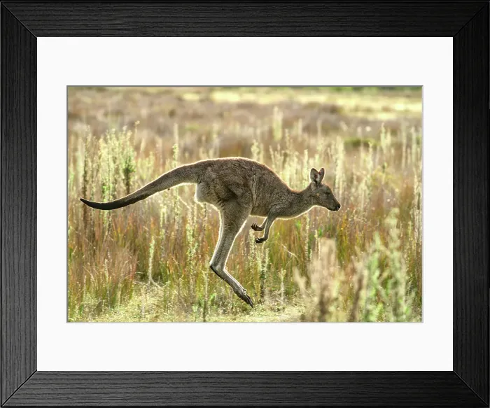 Framed Print : Australia, Victoria, Foster, Wilsons Promontory, National Park, Kangaroo Framed Print : Australia, Victoria, Foster, Wilsons Promontory, National Park, Kangaroo