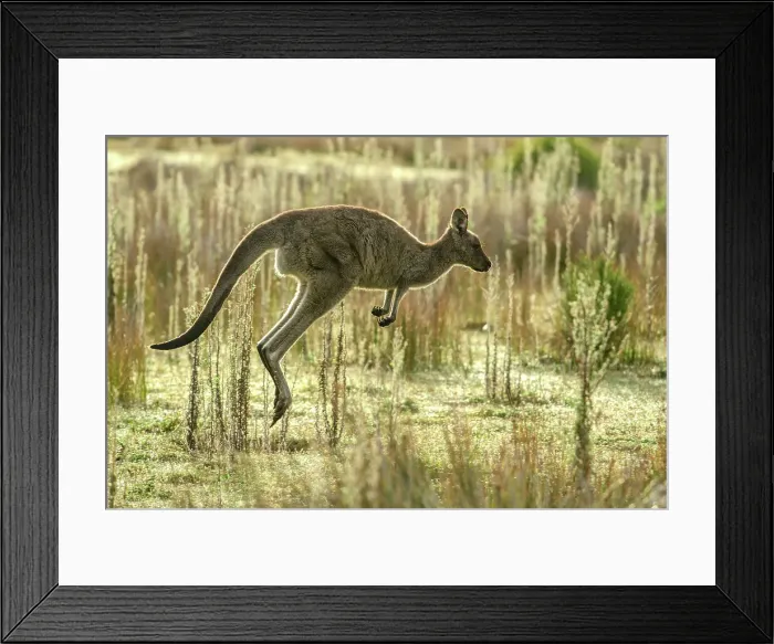Framed Print : Australia, Victoria, Foster, Wilsons Promontory, National Park, Kangaroo, wildlife danger Framed Print : Australia, Victoria, Foster, Wilsons Promontory, National Park, Kangaroo, wildlife danger