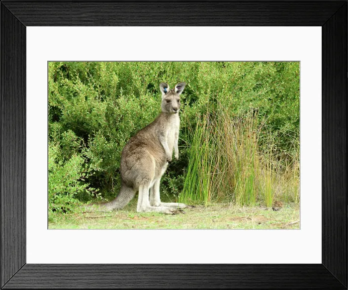 Framed Print : Australia, Victoria, Foster, Wilsons Promontory, National Park, , Eastern Grey Kangaroo Macropus giganteus, marsupial Framed Print : Australia, Victoria, Foster, Wilsons Promontory, National Park, , Eastern Grey Kangaroo Macropus giganteus, marsupial
