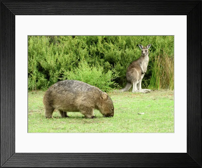 Framed Print : Australia, Victoria, Foster, Wilsons Promontory, National Park, Vombatidae, Wombat and Eastern Grey Kangaroos, Macropus giganteus Framed Print : Australia, Victoria, Foster, Wilsons Promontory, National Park, Vombatidae, Wombat and Eastern Grey Kangaroos, Macropus giganteus
