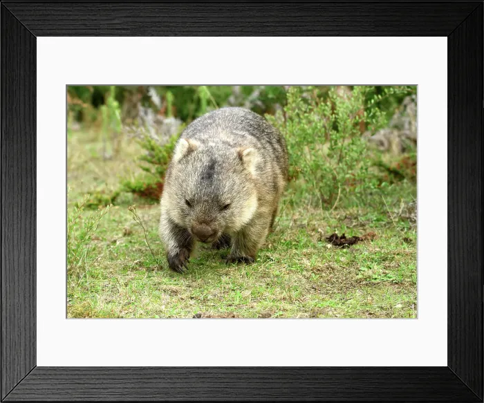 Framed Print : Australia, Victoria, Foster, Wilsons Promontory, National Park, Vombatidae, Wombat Framed Print : Australia, Victoria, Foster, Wilsons Promontory, National Park, Vombatidae, Wombat