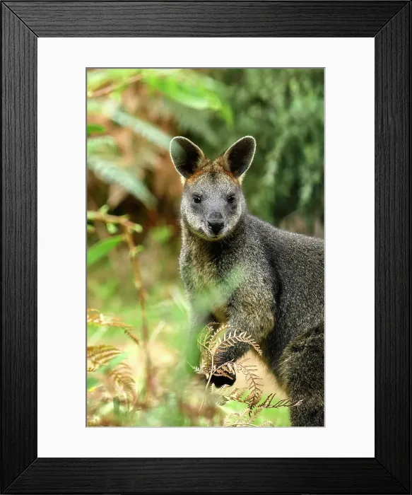 Framed Print : Australia; Victoria; Foster; Wilsons Promontory; National Park, Swamp Wallaby, Wallabia bicolor Framed Print : Australia; Victoria; Foster; Wilsons Promontory; National Park, Swamp Wallaby, Wallabia bicolor