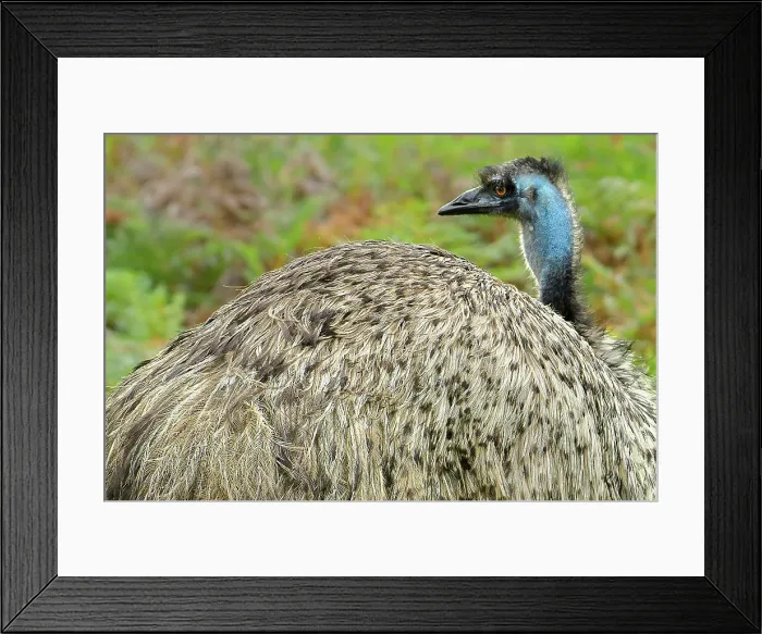 Framed Print : Australia, Victoria, Foster, Wilsons Promontory, National Park, Emu, Dromaius novaehollandiae Framed Print : Australia, Victoria, Foster, Wilsons Promontory, National Park, Emu, Dromaius novaehollandiae