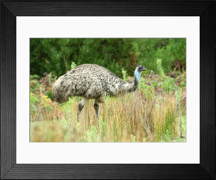 Framed Print : Australia, Victoria, Foster, Wilsons Promontory, National Park, Emu, Dromaius novaehollandiae Framed Print : Australia, Victoria, Foster, Wilsons Promontory, National Park, Emu, Dromaius novaehollandiae