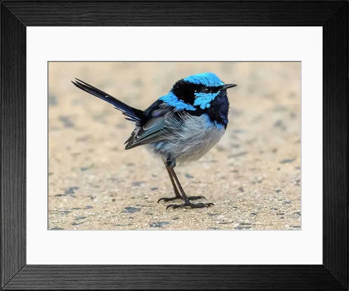 Framed Print : Australia, Victoria, Foster, Wilsons Promontory, National Park, Fairy Wren, Malurus cyaneus Framed Print : Australia, Victoria, Foster, Wilsons Promontory, National Park, Fairy Wren, Malurus cyaneus