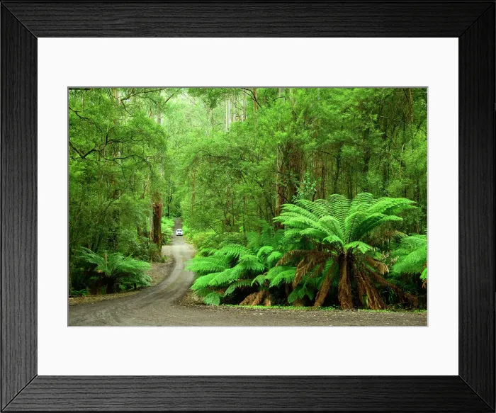 Framed Print : Australia; Victoria; Great Ocean Road, Apollo, Otway National Park, Triplet falls