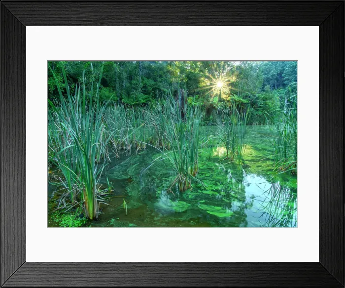 Framed Print : Australia; Victoria; Barwon Downs, Great Otway, National Park, Lake Elizabeth Framed Print : Australia; Victoria; Barwon Downs, Great Otway, National Park, Lake Elizabeth