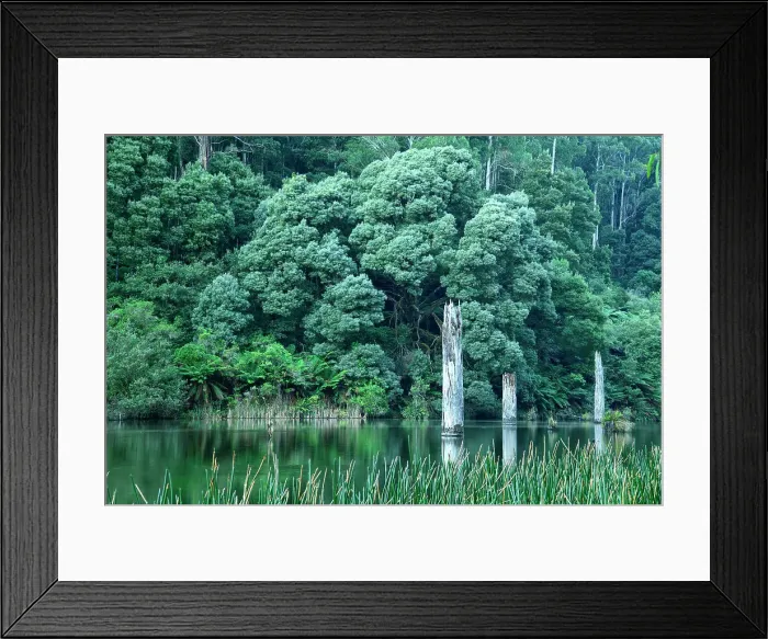 Framed Print : Australia; Victoria; Barwon Downs, Great Otway, National Park, Lake Elizabeth Framed Print : Australia; Victoria; Barwon Downs, Great Otway, National Park, Lake Elizabeth
