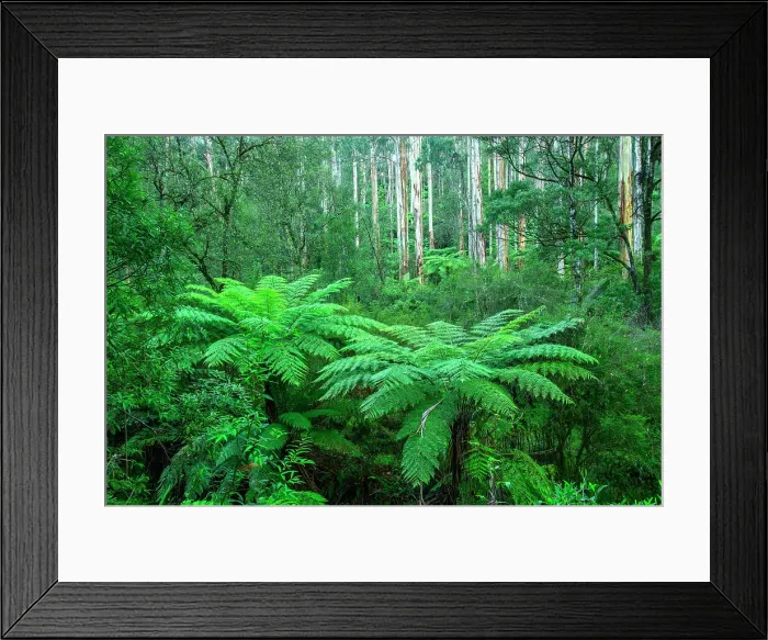 Framed Print : Australia; Victoria; Barwon Downs, Great Otway, National Park, Lake Elizabeth Framed Print : Australia; Victoria; Barwon Downs, Great Otway, National Park, Lake Elizabeth