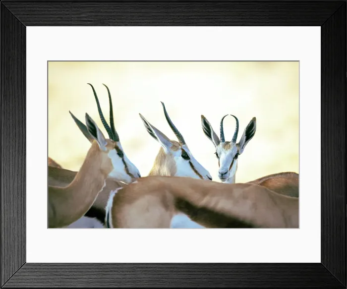 Framed Print : Springbok herd, Kalahari Desert, Botswana Framed Print : Springbok herd, Kalahari Desert, Botswana