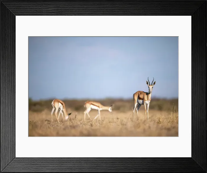 Framed Print : Springbok herd, Kalahari Desert, Botswana Framed Print : Springbok herd, Kalahari Desert, Botswana