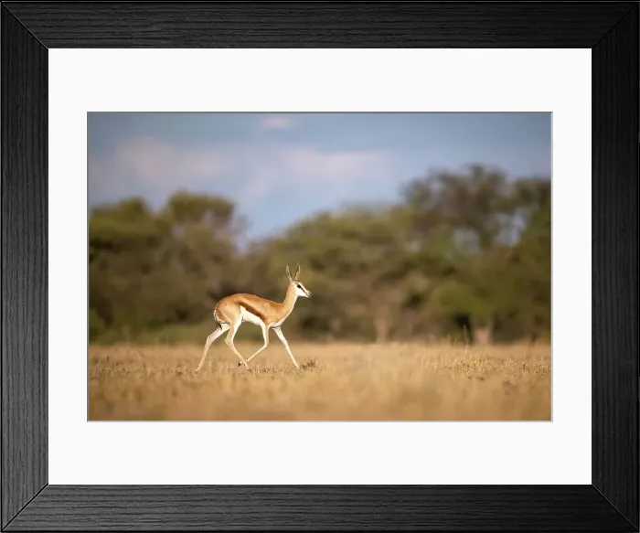 Framed Print : Springbok running, Kalahari Desert, Botswana Framed Print : Springbok running, Kalahari Desert, Botswana
