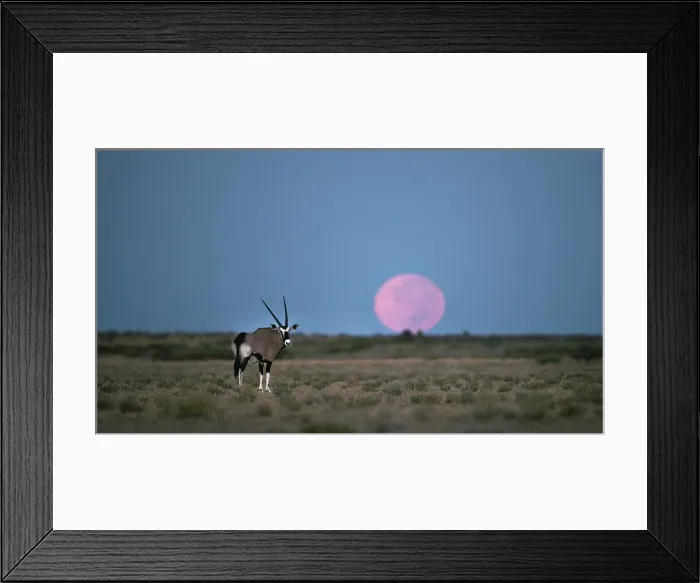 Framed Print : Oryx with a low moon, Kalahari Desert, Botswana Framed Print : Oryx with a low moon, Kalahari Desert, Botswana