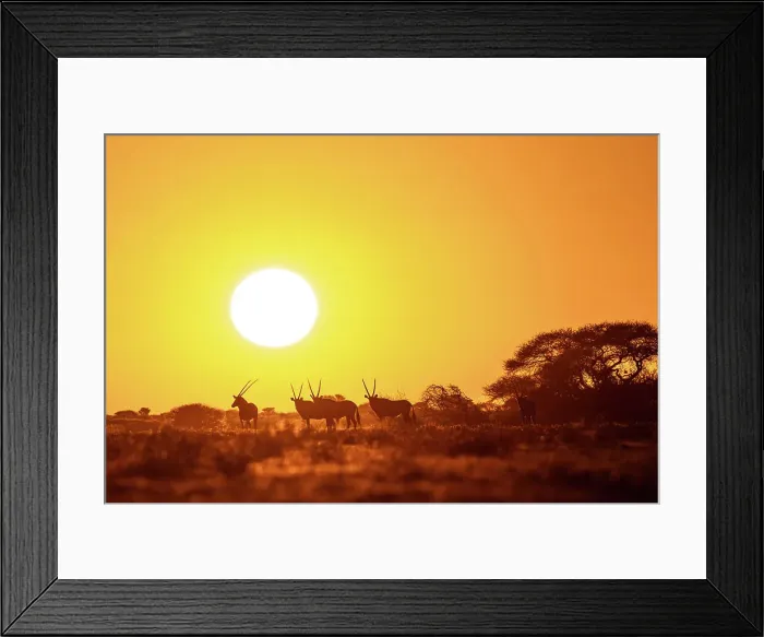 Framed Print : Wildebeest at sunset, Makgadikgadi Salt Pans, Botswanasky Framed Print : Wildebeest at sunset, Makgadikgadi Salt Pans, Botswanasky