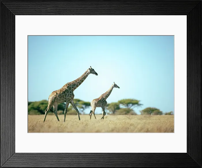 Framed Print : Giraffe, Kalahari Desert, Botswana Framed Print : Giraffe, Kalahari Desert, Botswana