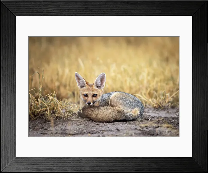 Framed Print : Cape Fox, Kalahari Desert, Botswana Framed Print : Cape Fox, Kalahari Desert, Botswana