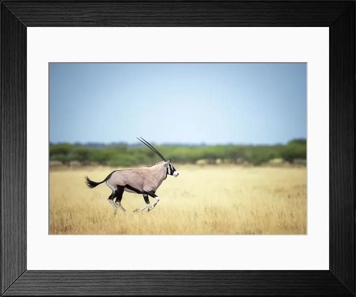 Framed Print : Oryx running, Kalahari Desert, Botswana Framed Print : Oryx running, Kalahari Desert, Botswana