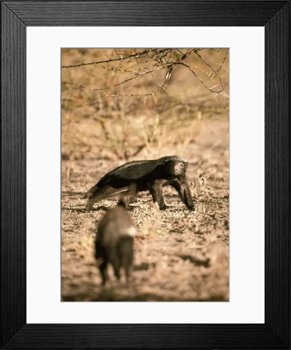 Framed Print : Honeybadger, Kalahari Desert, Botswana Framed Print : Honeybadger, Kalahari Desert, Botswana