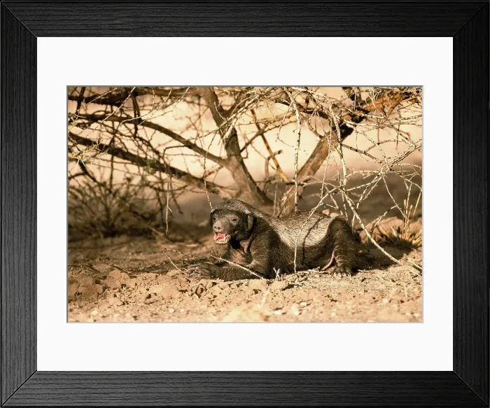 Framed Print : Honeybadger, Kalahari Desert, Botswana Framed Print : Honeybadger, Kalahari Desert, Botswana