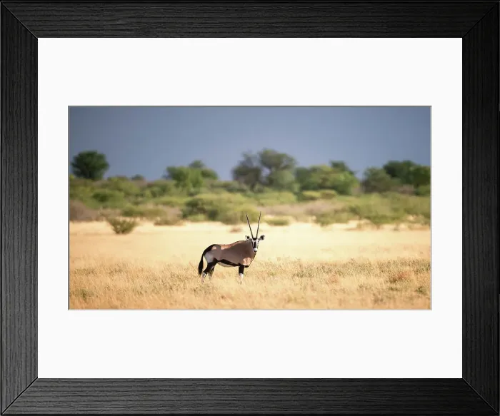 Framed Print : Oryx, Kalahari Desert, Botswana Framed Print : Oryx, Kalahari Desert, Botswana