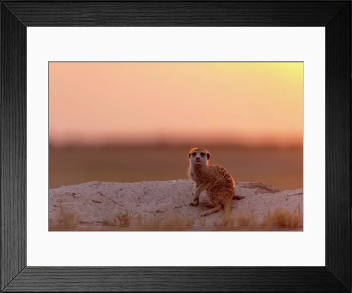 Framed Print : Meerkat in orange light, Makgadikgadi Salt Pans, Botswana Framed Print : Meerkat in orange light, Makgadikgadi Salt Pans, Botswana