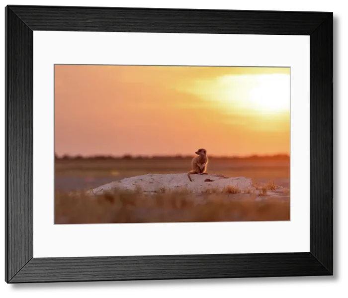 Framed Print : Meerkat at sunset, Makgadikgadi Salt Pans, Botswana Framed Print : Meerkat at sunset, Makgadikgadi Salt Pans, Botswana