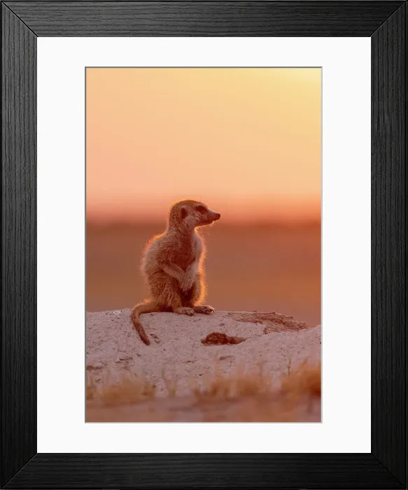 Framed Print : Meerkat in orange light, Makgadikgadi Salt Pans, Botswana Framed Print : Meerkat in orange light, Makgadikgadi Salt Pans, Botswana