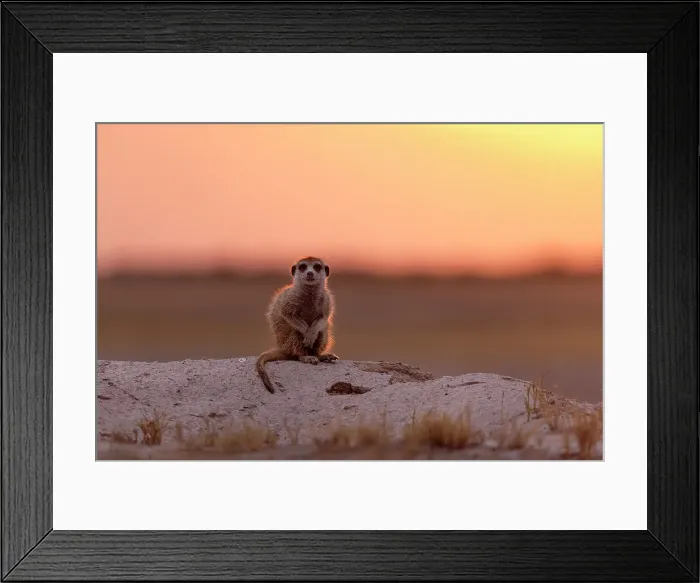 Framed Print : Meerkat in orange light, Makgadikgadi Salt Pans, Botswana Framed Print : Meerkat in orange light, Makgadikgadi Salt Pans, Botswana