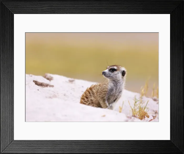 Framed Print : Meerkat, Makgadikgadi Salt Pans, Botswana