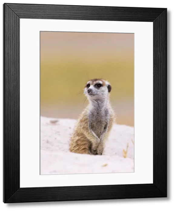 Framed Print : Meerkat, Makgadikgadi Salt Pans, Botswana Framed Print : Meerkat, Makgadikgadi Salt Pans, Botswana