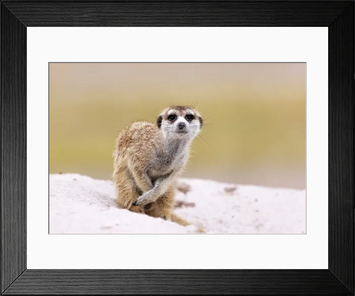 Framed Print : Meerkat, Makgadikgadi Salt Pans, Botswana Framed Print : Meerkat, Makgadikgadi Salt Pans, Botswana
