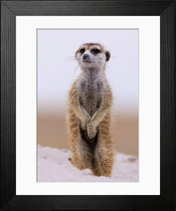 Framed Print : Meerkat, Makgadikgadi Salt Pans, Botswana